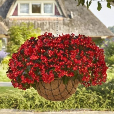 Бегония гибридная ампельная (зеленая листва) (Begonia hybrida) Бегония гибридная ампельная (зеленая листва) (Begonia hybrida)