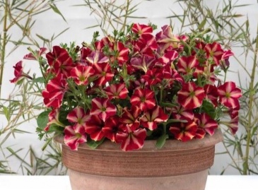 Петуния ампельная гибридная (Petunia x hybrida)