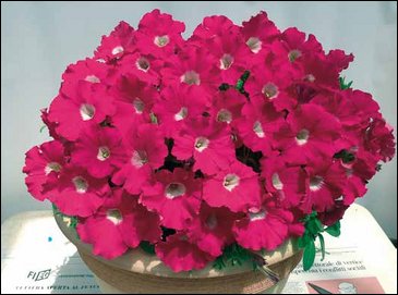 Петуния ампельная гибридная (Petunia x hybrida)