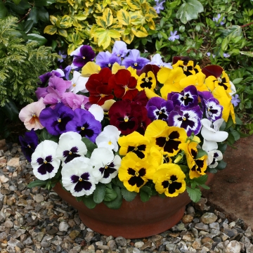 Виола виттрока (Viola x wittrockiana)