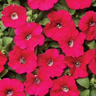 Петуния мелкоцветковая (Petunia milliflora)