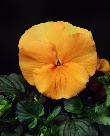 Виола Виттрока (Viola wittrockiana)