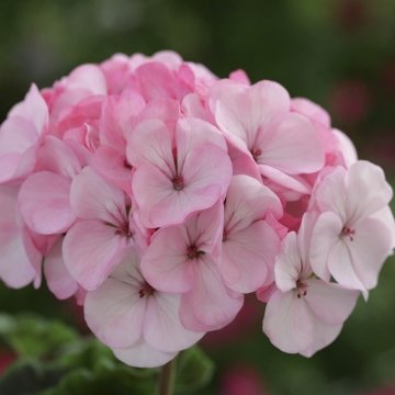 Герань (пеларгония садовая) (Pelargonium x hortorum)