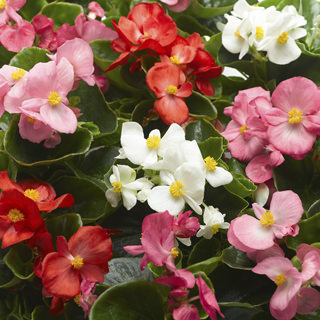 Бегония вечноцветущая (зеленая листва) (Begonia semperflorens)