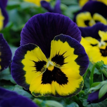Виола виттрока (Viola wittrockiana)