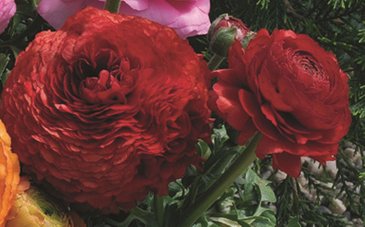 Лютик азиатский (Ranunculus asiaticus)