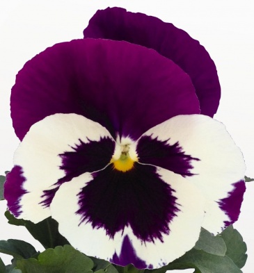 Виола виттрока (Viola wittrockiana)