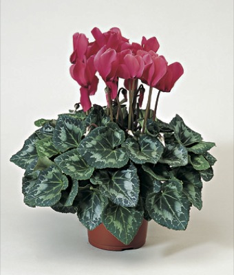 Цикламен персидский (Cyclamen persicum)