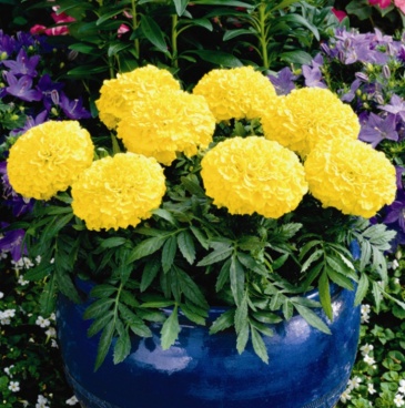 Бархатцы прямостоячие (Tagetes erecta)