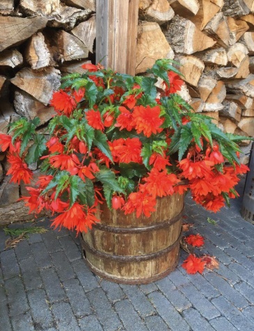 Бегония гибридная ампельная (зеленая листва) (Begonia hybrida) Бегония гибридная ампельная (зеленая листва) (Begonia hybrida)