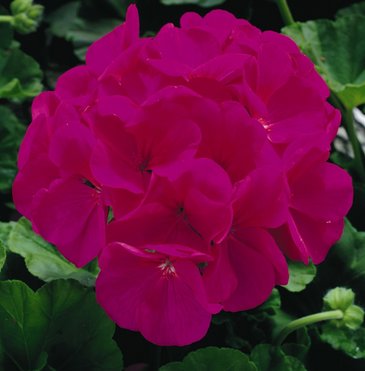 Герань (пеларгония садовая) (Pelargonium x hortorum)