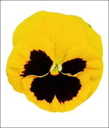 Виола Виттрока (Viola wittrockiana)