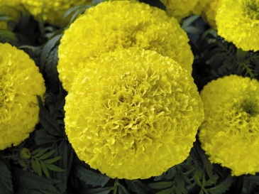 Бархатцы прямостоячие (Tagetes erecta)