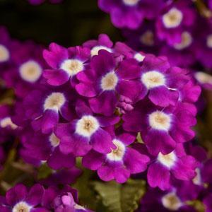 Вербена гибридная (Verbena hybrida)