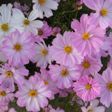 Космея дваждыперистая (Cosmos bipinnatus)