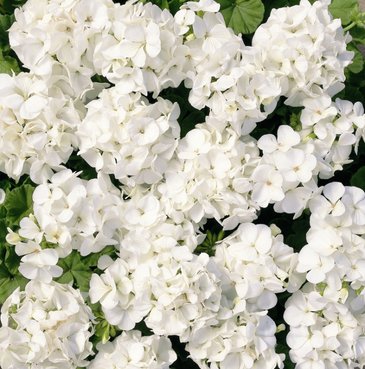 Герань (пеларгония садовая) (Pelargonium x hortorum)