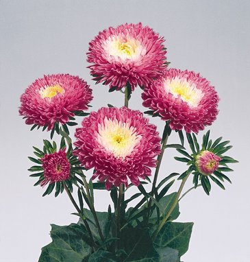 Астра китайская (Callistephus chinensis)