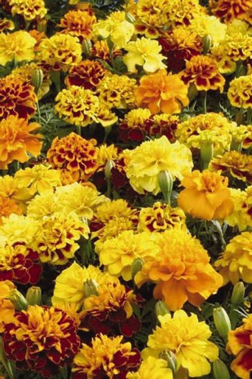 Бархатцы отклоненные (Tagetes patula)