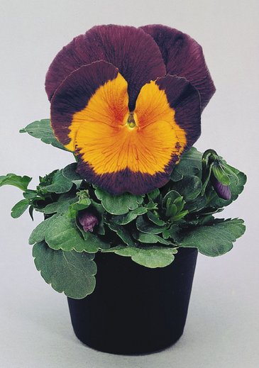 Виола виттрока (Viola wittrockiana) Виола виттрока (Viola wittrockiana)