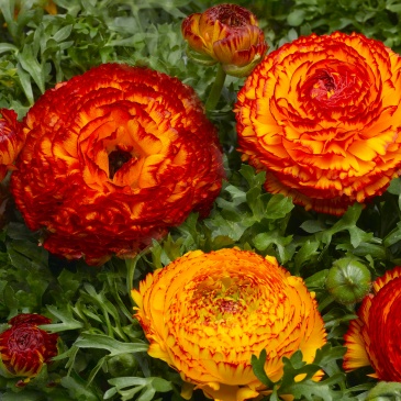 Лютик азиатский (Ranunculus asiaticus)