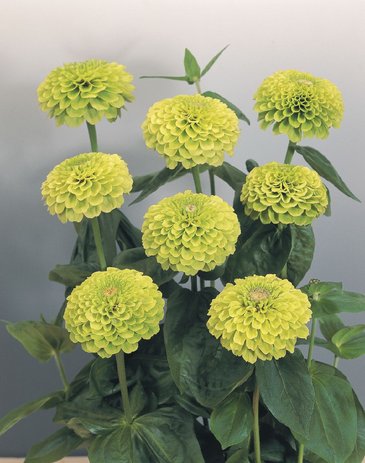Цинния изящная (Zinnia elegans)