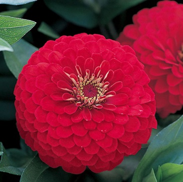 Цинния изящная (Zinnia elegans)