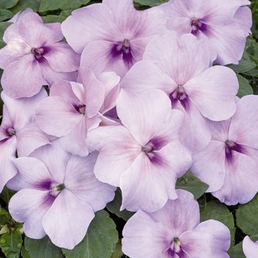 Бальзамин Уоллера (Impatiens walleriana)
