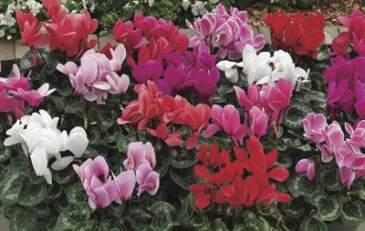 Цикламен персидский (Cyclamen persicum)