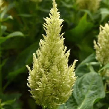 Целозия метельчатая (Celosia plumosa) Целозия метельчатая (Celosia plumosa)