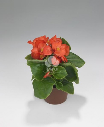 Бегония вечноцветущая (зеленая листва) (Begonia semperflorens)