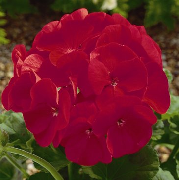 Герань (пеларгония садовая) (Pelargonium x hortorum)