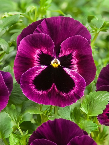 Виола Виттрока (Viola wittrockiana)