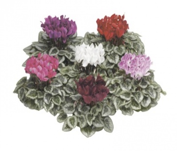 Цикламен персидский (Cyclamen persicum)