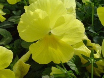 Виола Виттрока (Viola wittrockiana)
