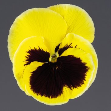Виола виттрока (Viola wittrockiana)