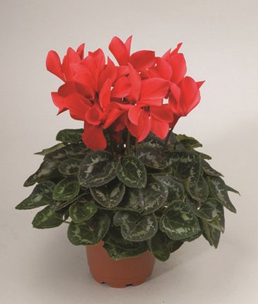 Цикламен персидский (Cyclamen persicum)