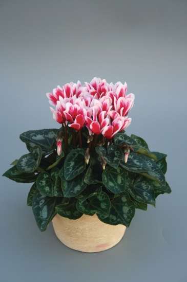 Цикламен персидский (Cyclamen persicum) Цикламен персидский (Cyclamen persicum)