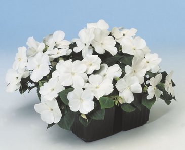 Бальзамин Уоллера (Impatiens walleriana) Бальзамин Уоллера (Impatiens walleriana)