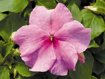 Бальзамин Уоллера (Impatiens walleriana)