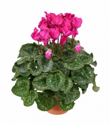 Цикламен персидский (Cyclamen persicum)