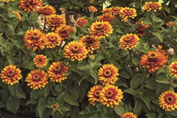 Цинния изящная (Zinnia elegans)