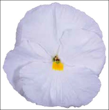 Виола Виттрока (Viola wittrockiana)