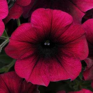Петуния ампельная гибридная (Petunia х hybrida)