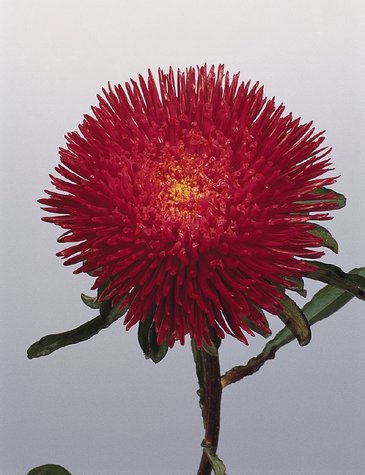 Астра китайская (Callistephus chinensis)