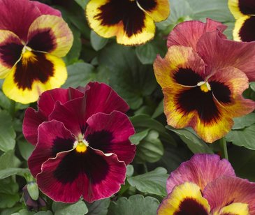 Виола Виттрока (Viola wittrockiana)