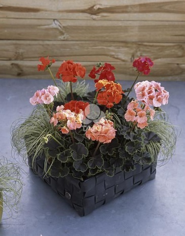 Герань (пеларгония садовая) (Pelargonium x hortorum)