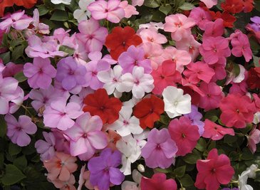 Бальзамин Уоллера (Impatiens walleriana) Бальзамин Уоллера (Impatiens walleriana)