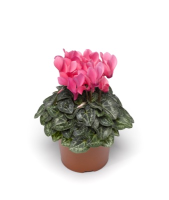 Цикламен персидский (Cyclamen persicum)
