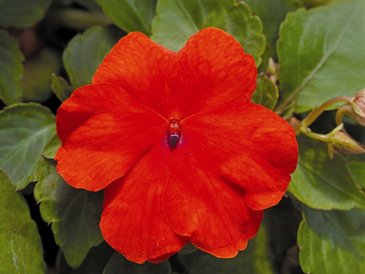Бальзамин Уоллера (Impatiens walleriana)