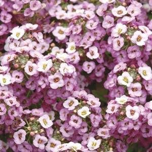 Алиссум морской (Lobularia maritima)